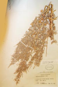 Herbarium Sheet of 